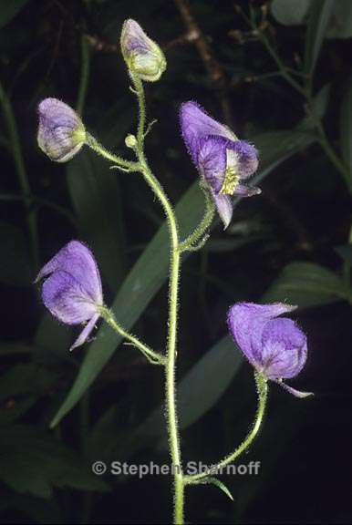 aconitum columbianum columbianum 3 graphic